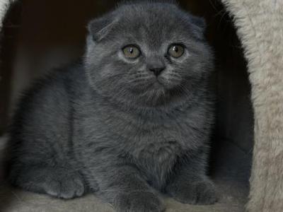 Oliver - Scottish Fold - Gallery Photo #1