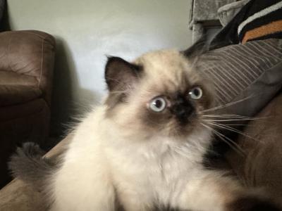 Chevelles  Kittens - Himalayan - Gallery Photo #1