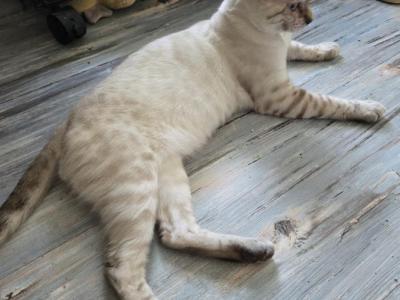 Sammy - Bengal - Gallery Photo #1