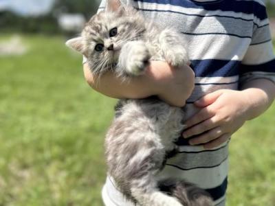 Zane - Ragamuffin - Gallery Photo #1