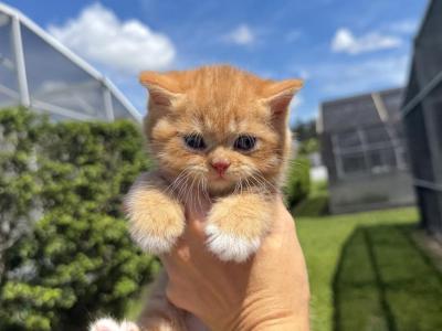 Beautiful Scottish Straight Kitten - Scottish Straight - Gallery Photo #1