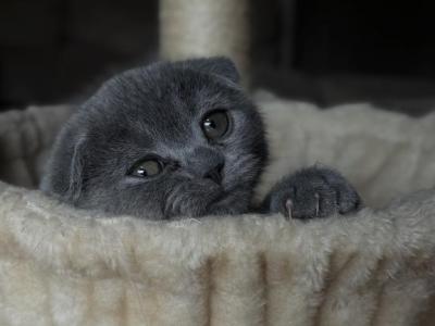 Mia - Scottish Fold - Gallery Photo #1
