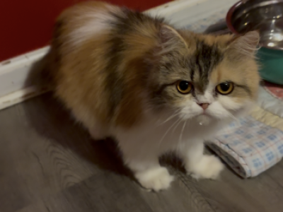 Velvet - Persian - Gallery Photo #1