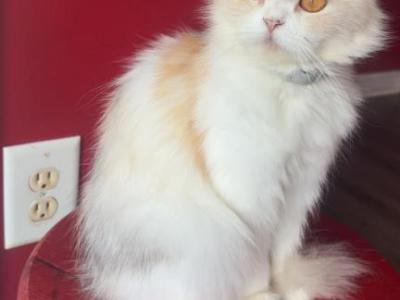 Clementine - Persian - Gallery Photo #1