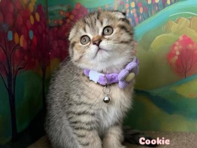 Racoons Litter C1 - Scottish Fold - Gallery Photo #1