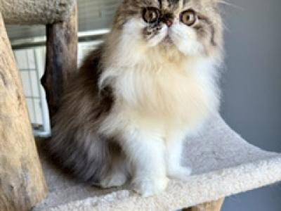 Male Tabby & White - Persian - Gallery Photo #1