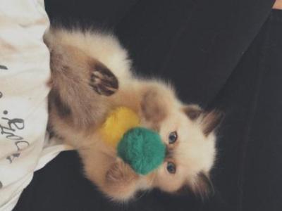 Luna - Ragdoll - Gallery Photo #1
