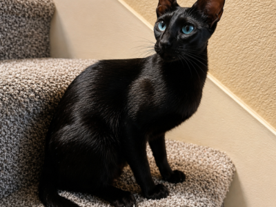 Oriental Kittens - Oriental - Gallery Photo #1