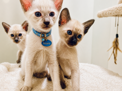Siamese Kittens - Siamese - Gallery Photo #1