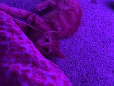 Simba - American Shorthair - Gallery Photo #1
