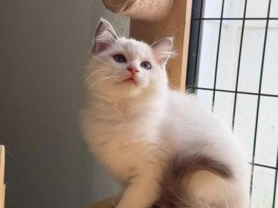 Orange - Ragdoll - Gallery Photo #1