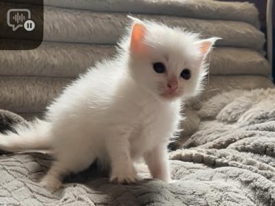 Girl Flamepoint - Ragdoll - Gallery Photo #1