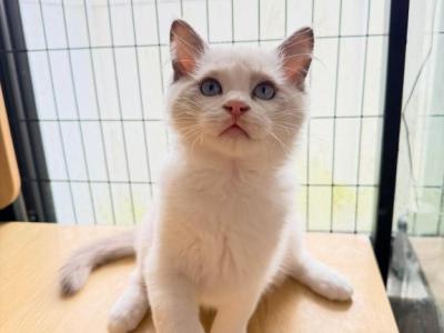 Ellie - Ragdoll - Gallery Photo #1