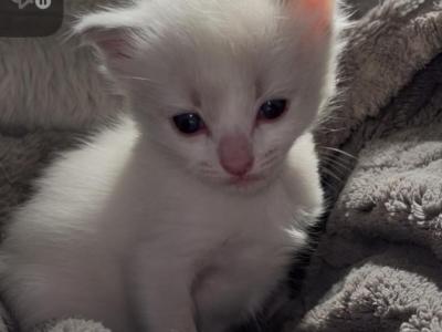 Female Blue Point - Ragdoll - Gallery Photo #1