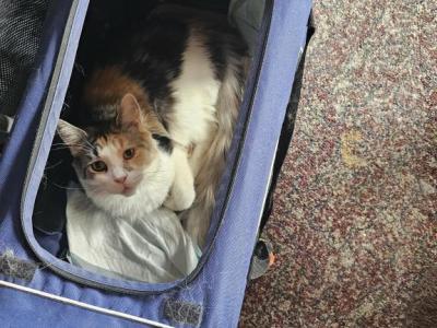 Ummi - Maine Coon - Gallery Photo #1
