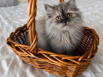 Paris - Persian - Gallery Photo #1