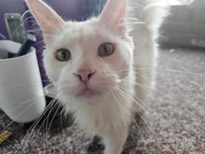 Galadriel - Maine Coon - Gallery Photo #1