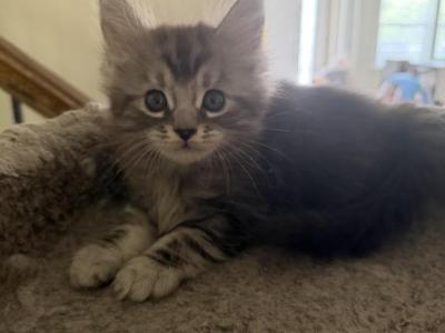 Silver Tabby Male - Maine Coon - Gallery Photo #1