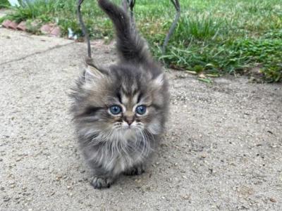 Litter A - Munchkin - Gallery Photo #1