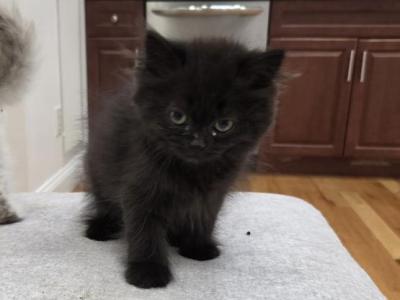 Litter C - Munchkin - Gallery Photo #1