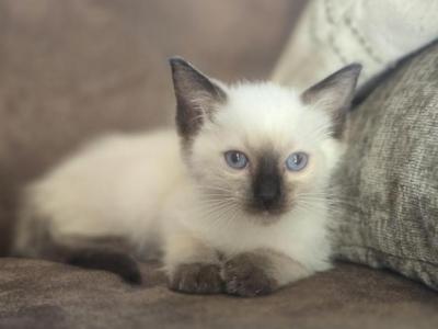 Sunny - Siamese - Gallery Photo #1
