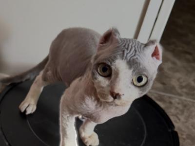 Panda - Sphynx - Gallery Photo #1