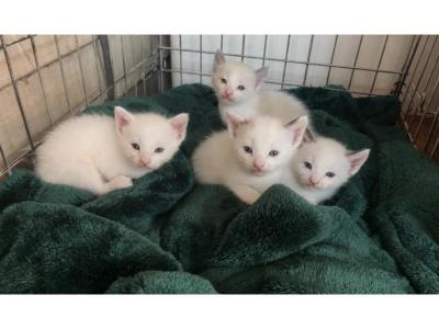 White Blue Eyes Siamese Kittens - Siamese - Gallery Photo #1