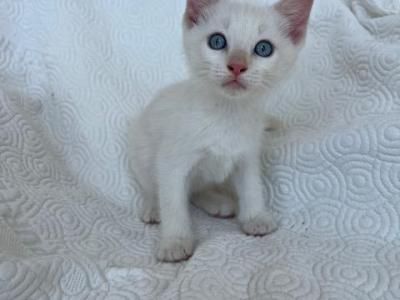 Mozzarella - American Shorthair - Gallery Photo #1