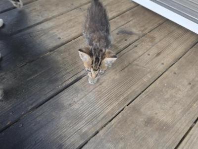 Kitty Litter - American Shorthair - Gallery Photo #1