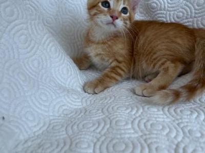 Cheeto - American Shorthair - Gallery Photo #1