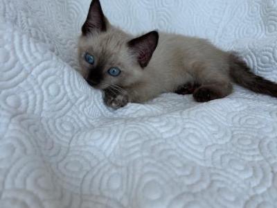 Buttermilk - American Shorthair - Gallery Photo #1