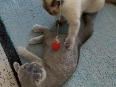 Scottish Kitten - Scottish Fold - Gallery Photo #1