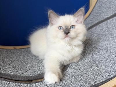 Blue Mitted Ragdoll - Ragdoll - Gallery Photo #1