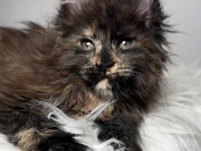 Only You - Polydactyl - Gallery Photo #1