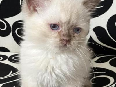 Rolo Not Ready Yet - British Shorthair - Gallery Photo #1