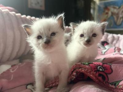 One Female Kitten Ragdoll Simease Mix - Ragdoll - Gallery Photo #1