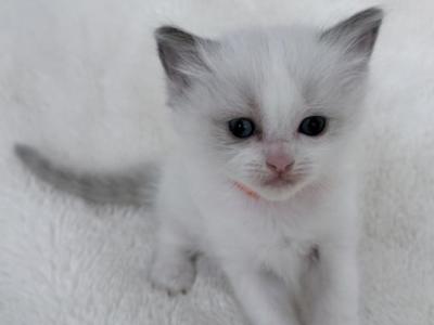 Peach - Ragdoll - Gallery Photo #1