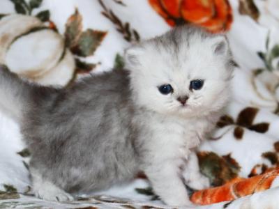 Soren - Persian - Gallery Photo #1