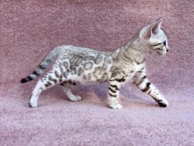 Pearl - Bengal - Gallery Photo #1