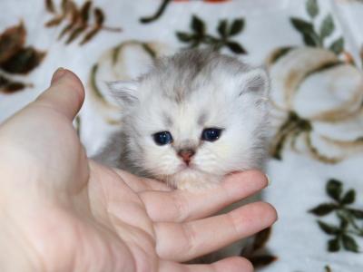 Spencer - Persian - Gallery Photo #1