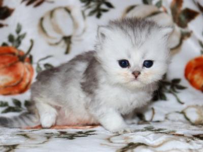 Sawyer - Persian - Gallery Photo #1