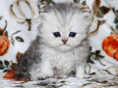 Stella - Persian - Gallery Photo #1