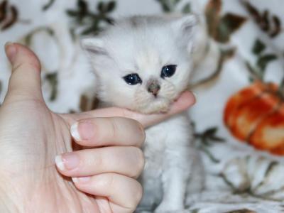 Sophie - Persian - Gallery Photo #1