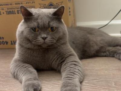 British Shorthair STUD - British Shorthair - Gallery Photo #1