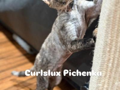 Pichenka - Devon Rex - Gallery Photo #1