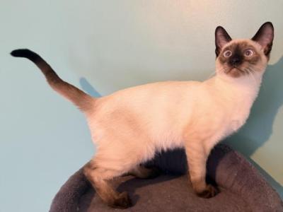 OREO - Siamese - Gallery Photo #1