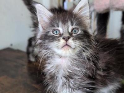 Luna - Maine Coon - Gallery Photo #1