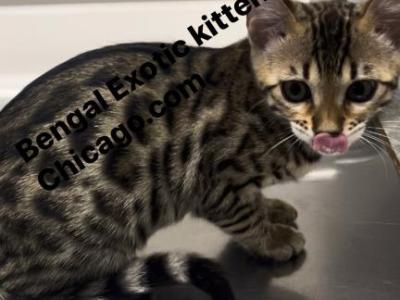 Bengal Kitten  Charcoal Silver  Female - Bengal - Gallery Photo #1