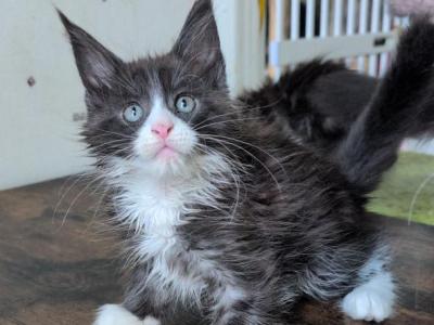 Oxy - Maine Coon - Gallery Photo #1