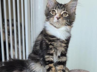 Lulu - Maine Coon - Gallery Photo #1